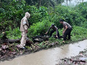 Sejoli Boncengan Motor Tewas Tertimpa Pohon Tumbang di Minahasa Tenggara