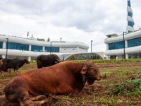 Otorita IKN untuk pertama kalinya menyelenggarakan Salat Iduladha 1447 Hijriah/2026 Masehi di Masjid Negara IKN dan dilanjutkan penyerahan hewan kurban pada Rabu (27/5/2026). (Humas Otorita Ibu Kota Nusantara )