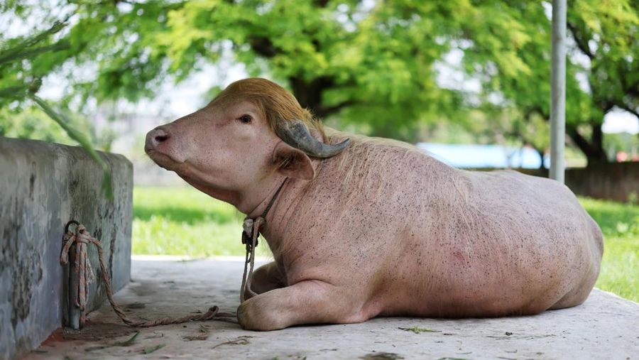 Seekor kerbau albino langka di Bangladesh yang dijuluki