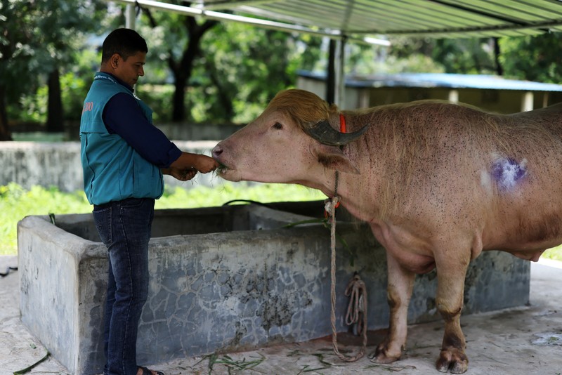 Seekor kerbau albino langka di Bangladesh yang dijuluki