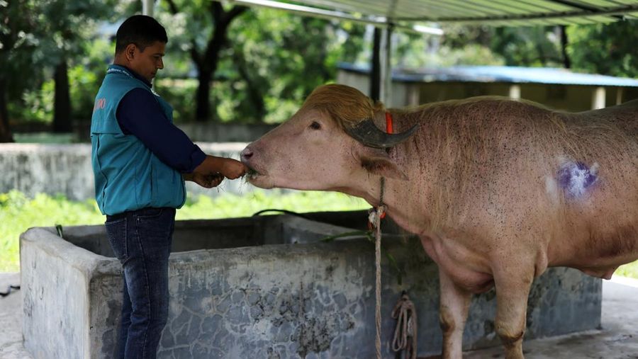 Seekor kerbau albino langka di Bangladesh yang dijuluki
