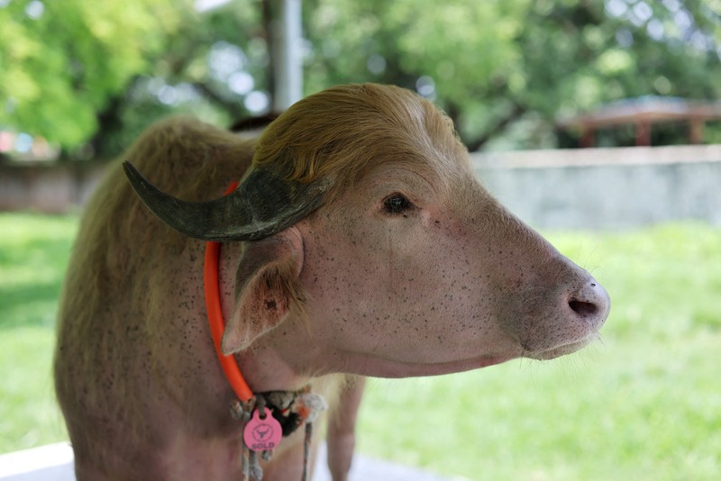 Seekor kerbau albino langka di Bangladesh yang dijuluki