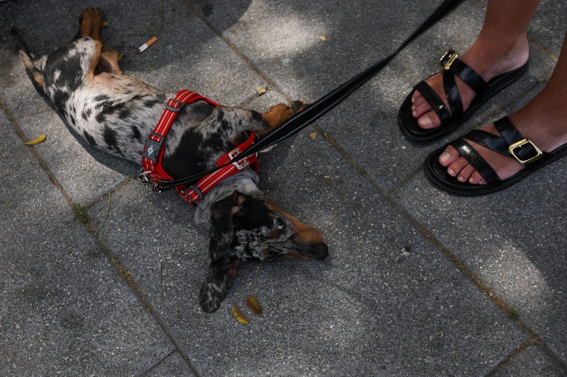 Seorang wanita dengan payung berjalan melewati panel suhu yang menunjukkan angka 42 derajat Celcius selama gelombang panas musim semi di Bilbao, Spanyol, 27 Mei 2026. (REUTERS/Vincent West)