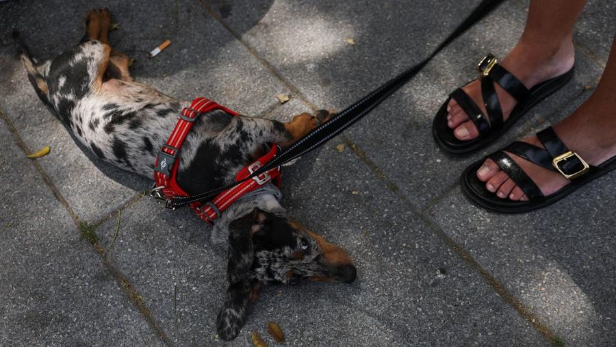 Seekor anjing berbaring di trotoar di samping pemiliknya selama gelombang panas musim semi di Plaza de Campillo del Mundo Nuevo di Madrid, Spanyol, 31 Mei 2026.