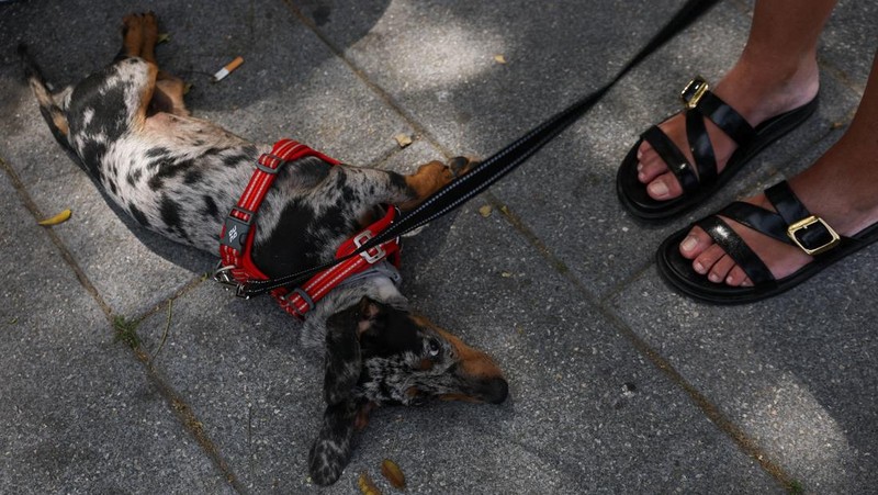 Seekor anjing berbaring di trotoar di samping pemiliknya selama gelombang panas musim semi di Plaza de Campillo del Mundo Nuevo di Madrid, Spanyol, 31 Mei 2026.