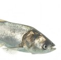 Ikan mas perak. (Istimewa)
