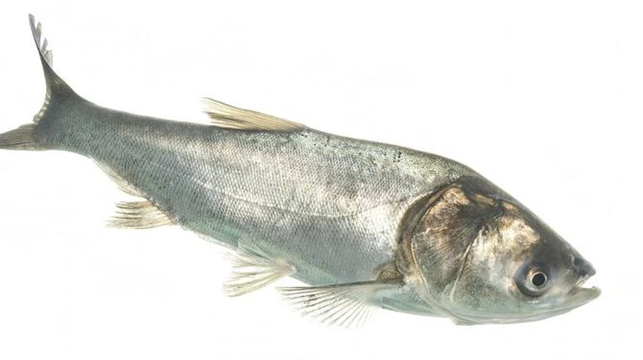 Ikan mas perak. (Istimewa)