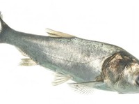 Ikan mas perak. (Istimewa)