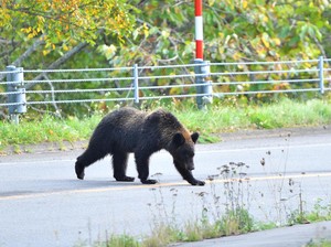 Ngeri, Turis Diserang Beruang Saat Jalan-jalan di Dekat Danau