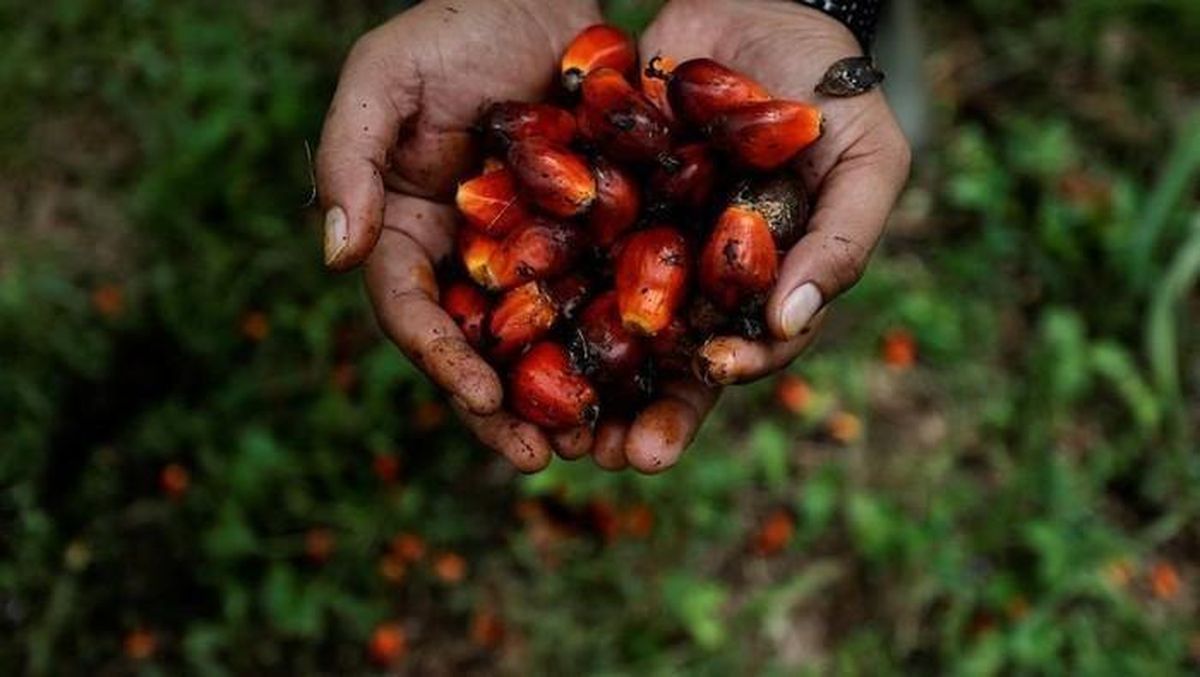 Limbah Pabrik Sawit Diolah Jadi Gas, Bisa Pangkas Emisi 28.000 Ton/Tahun — NadiKabar.com