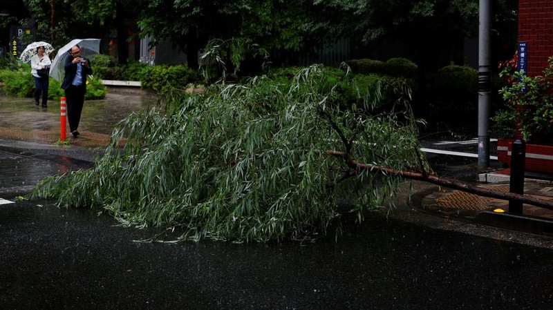 Seorang pria mengambil foto pohon tumbang di tengah hujan akibat Topan Jangmi di Tokyo, Jepang, 3 Juni 2026.