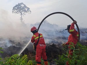 Manggala Agni Berjibaku Tangani Karhutla Rohil Seluas 80 Hektare