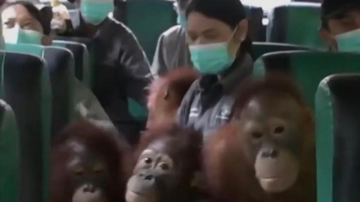 47 Orang Utan di Palangka Raya Kena ISPA Imbas Terpapar Asap Karhutla — NadiKabar.com