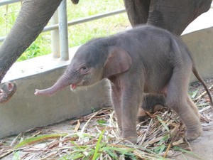 Kabar Gembira, Bayi Gajah Lahir di Lembah Hijau Lampung