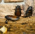 Kecoa mendesis Madagaskar. (Dok. Pexels)