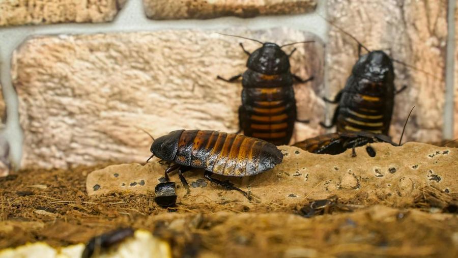 Kecoa mendesis Madagaskar. (Dok. Pexels)