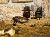 Kecoa mendesis Madagaskar. (Dok. Pexels)