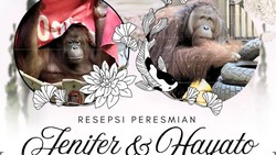 Orang Utan Asal Indonesia Bertemu Pasangan Barunya di Jepang