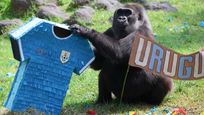 SOCCER-WORLDCUP/MEXICO-ZOO