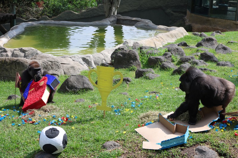Elephants called Kenya and Ashanti, both 40 years old, interact with objects representing Mexico and South Africa during an event where animals are used to