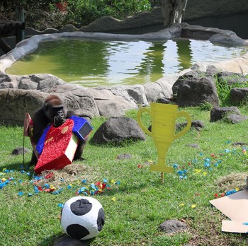 Muluk, a 14-year-old puma, interacts with objects representing Czech Republic and South Korea during an event where animals are used to "predict" the result of the upcoming 2026 World Cup match at a zoo in Guadalajara, Mexico, June 5, 2026. REUTERS/M