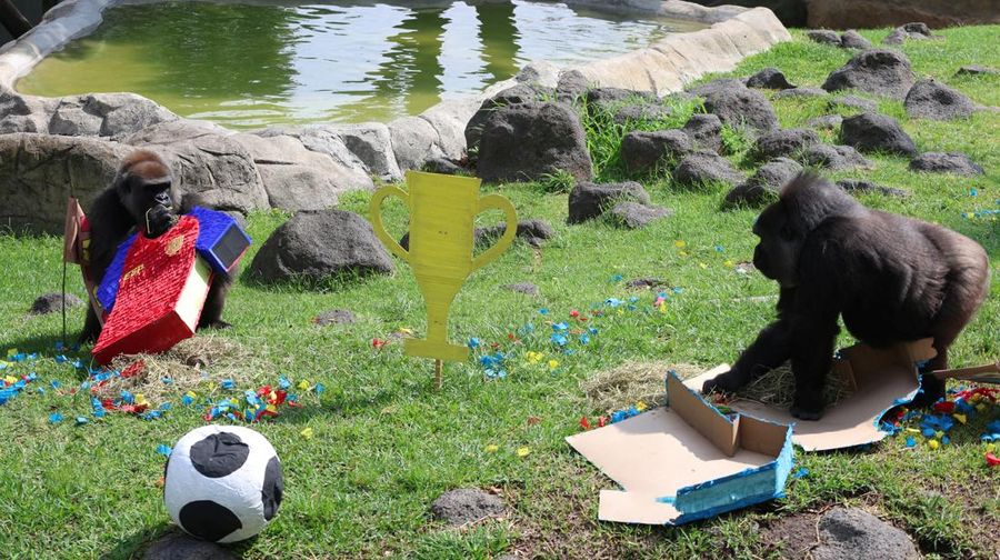 SOCCER-WORLDCUP/MEXICO-ZOO