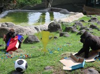 Muluk, a 14-year-old puma, interacts with objects representing Czech Republic and South Korea during an event where animals are used to "predict" the result of the upcoming 2026 World Cup match at a zoo in Guadalajara, Mexico, June 5, 2026. REUTERS/M