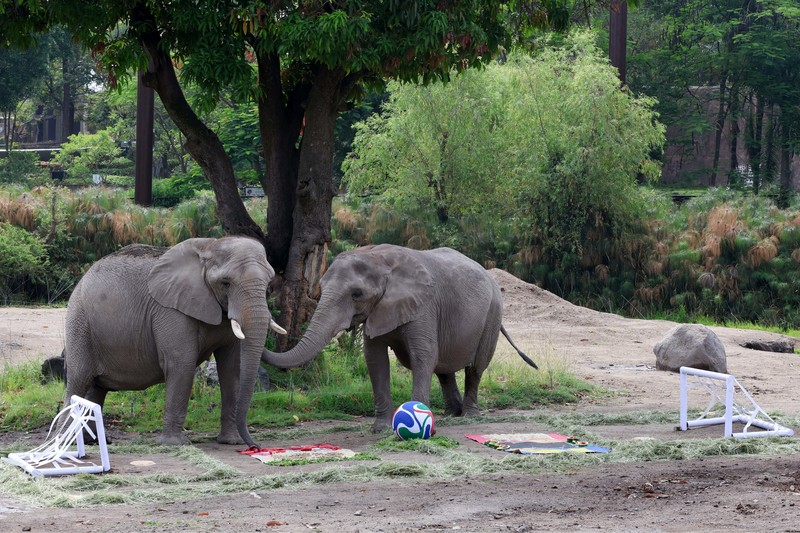 Elephants called Kenya and Ashanti, both 40 years old, interact with objects representing Mexico and South Africa during an event where animals are used to