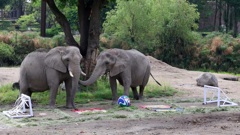 Elephants called Kenya and Ashanti, both 40 years old, interact with objects representing Mexico and South Africa during an event where animals are used to "predict" the result of the upcoming 2026 World Cup match at a zoo in Guadalajara, Mexico, Jun