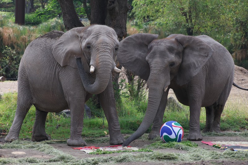 Elephants called Kenya and Ashanti, both 40 years old, interact with objects representing Mexico and South Africa during an event where animals are used to