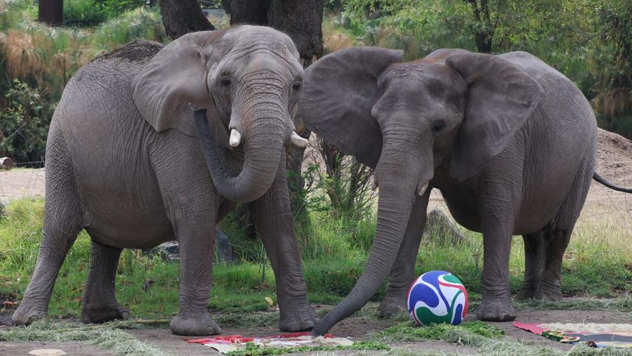 Elephants called Kenya and Ashanti, both 40 years old, interact with objects representing Mexico and South Africa during an event where animals are used to "predict" the result of the upcoming 2026 World Cup match at a zoo in Guadalajara, Mexico, Jun