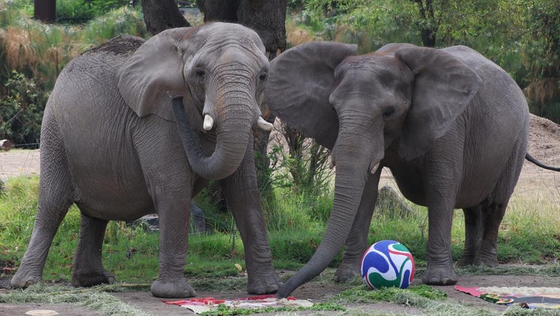 Elephants called Kenya and Ashanti, both 40 years old, interact with objects representing Mexico and South Africa during an event where animals are used to "predict" the result of the upcoming 2026 World Cup match at a zoo in Guadalajara, Mexico, Jun