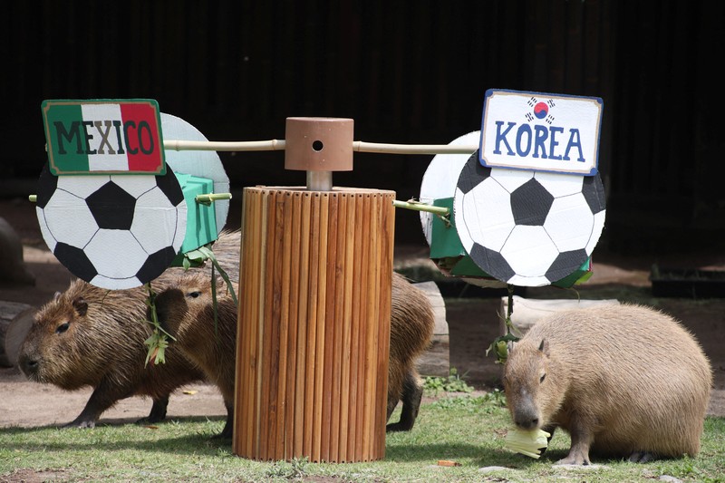 Elephants called Kenya and Ashanti, both 40 years old, interact with objects representing Mexico and South Africa during an event where animals are used to