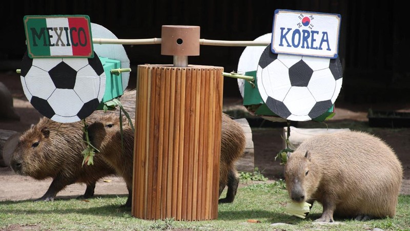 Faustina, a 29-year-old gorilla and its mother Chencha, 39, interact with objects representing Spain and Uruguay during an event where animals are used to “predict” the result of the upcoming 2026 World Cup match at a zoo in Guadalajara, Mexico,