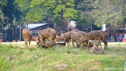 Viral Rusa Sriwedari Makan Sampah