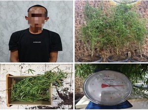 Pria di OKU Selatan Ditangkap karena Tanam Ganja dalam Kontrakan
