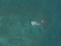 Citra satelit menunjukkan kemungkinan adanya rakit di muara Scarborough Shoal, di Laut Cina Selatan, 30 Mei 2026. Vantor/Handout via REUTERS.