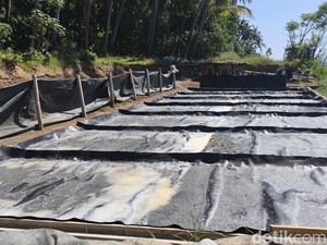Astra Bantu Desa Les Pertahankan Warisan Garam Tradisional
