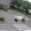 Pemerintah Kota Utsunomiya, Jepang, menangguhkan kegiatan di seluruh 94 sekolah dasar dan menengah pada Senin (8/6/2026) setelah kemunculan seekor beruang di kawasan permukiman. (Tangkapan Layar Video Reuters/)