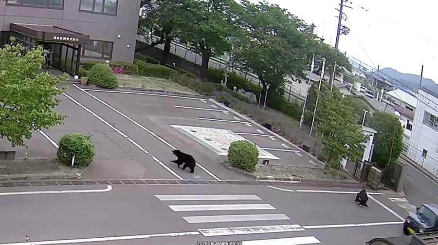 Pemerintah Kota Utsunomiya, Jepang, menangguhkan kegiatan di seluruh 94 sekolah dasar dan menengah pada Senin (8/6/2026) setelah kemunculan seekor beruang di kawasan permukiman.