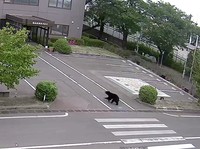 Pemerintah Kota Utsunomiya, Jepang, menangguhkan kegiatan di seluruh 94 sekolah dasar dan menengah pada Senin (8/6/2026) setelah kemunculan seekor beruang di kawasan permukiman. (Tangkapan Layar Video Reuters/)