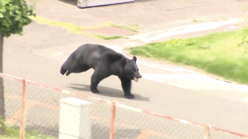 Pemerintah Kota Utsunomiya, Jepang, menangguhkan kegiatan di seluruh 94 sekolah dasar dan menengah pada Senin (8/6/2026) setelah kemunculan seekor beruang di kawasan permukiman.