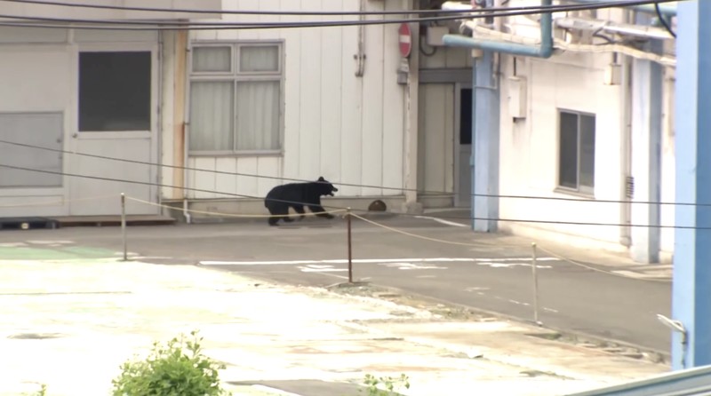 Pemerintah Kota Utsunomiya, Jepang, menangguhkan kegiatan di seluruh 94 sekolah dasar dan menengah pada Senin (8/6/2026) setelah kemunculan seekor beruang di kawasan permukiman. (Tangkapan Layar Video Reuters/)