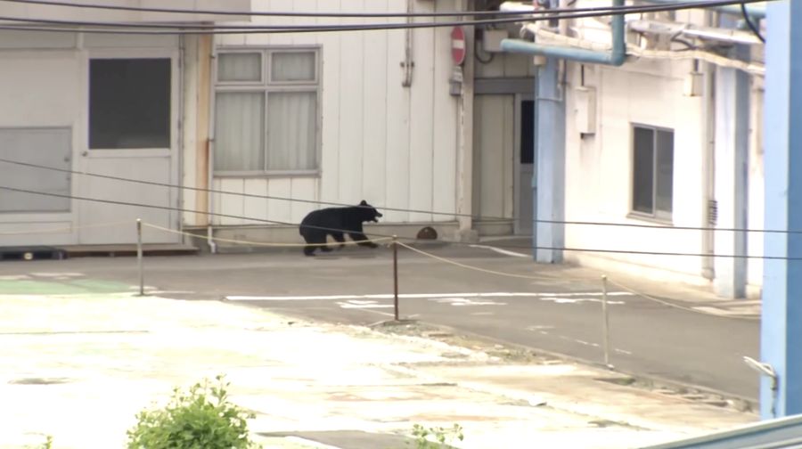 Pemerintah Kota Utsunomiya, Jepang, menangguhkan kegiatan di seluruh 94 sekolah dasar dan menengah pada Senin (8/6/2026) setelah kemunculan seekor beruang di kawasan permukiman.