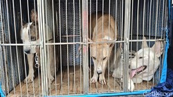Duka di Jasinga, Jejak Anjing Pemburu Renggut Nyawa Bocah