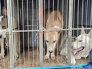 Bocah Tewas Diserang Anjing Pemburu di Bogor, Camat Usul Aturan Berburu