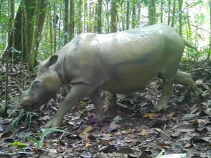 Hari Badak Sedunia, Yuk Kenali 5 Spesies yang Tersisa