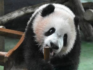 Panda yang Imut, Ternyata Dulu Pemakan Daging!