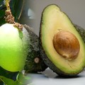 Foto kolase mangga dan alpukat. (Doik Pixabay)