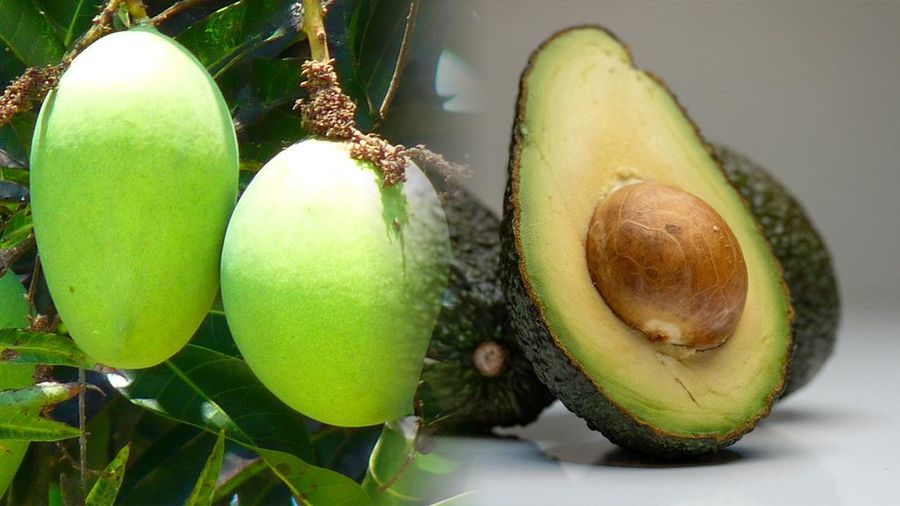 Foto kolase mangga dan alpukat. (Doik Pixabay)